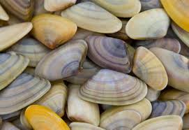 Tellina /coquina